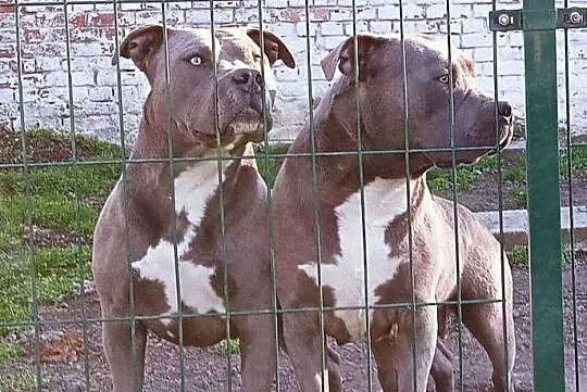 American staffordshire terrier, Opolskie, Brzeg