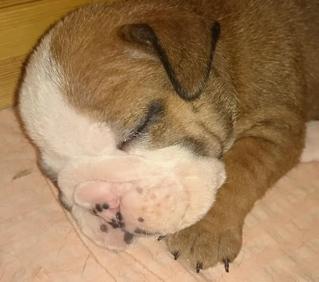 Buldog Angielski piesek po Mł. Championie - Hodowl