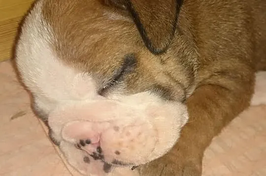Buldog Angielski piesek po Mł. Championie - Hodowl
