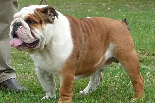 Buldog Angielski piesek po Mł. Championie - Hodowl