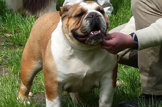 Buldog Angielski piesek po Mł. Championie - Hodowl