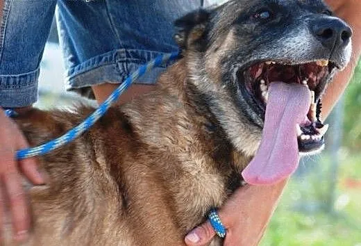Kosta piękny, łagodny mix owczarek belgijski ADOPC