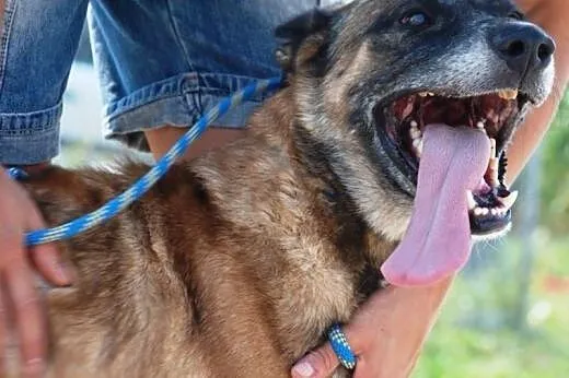Kosta piękny, łagodny mix owczarek belgijski ADOPC