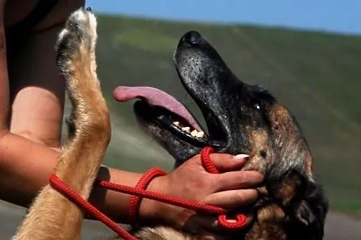 Kosta piękny, łagodny mix owczarek belgijski ADOPC