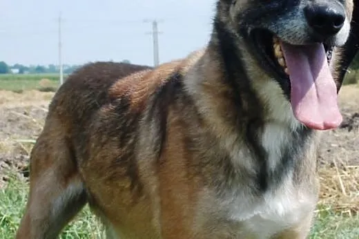 Kosta piękny, łagodny mix owczarek belgijski ADOPC
