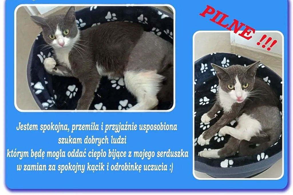 Śliczna kotka po przejściach, świętokrzyskie Kielce, Świętokrzyskie, Kielce
