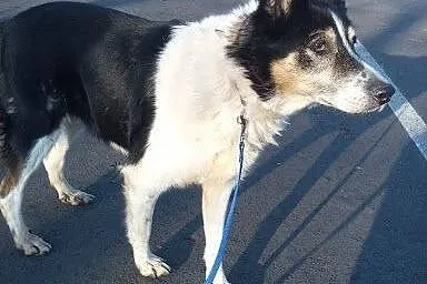 LAYLA &#8211; czeka na Ciebie,  śląskie Sosnow