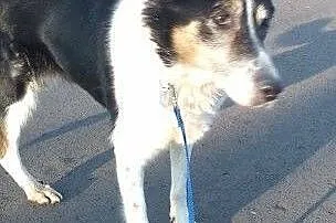 LAYLA &#8211; czeka na Ciebie,  śląskie Sosnow