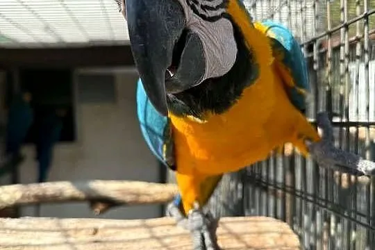 Kakadu Różowe Lutino Ara Marakana Ara Severa Amazonka Oratrix Magma GOFFINI