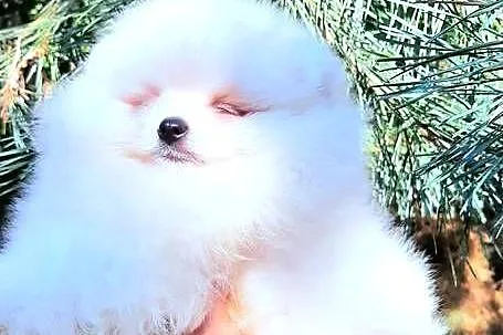 Szpic miniaturowy pomeranian chlopak