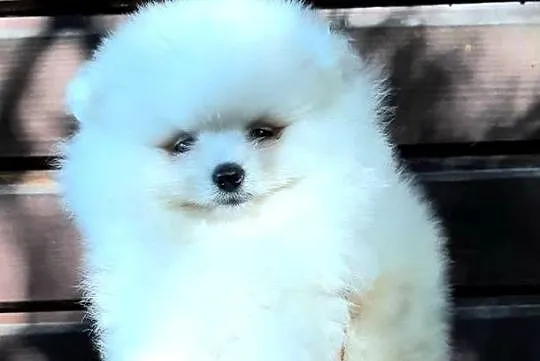 Szpic miniaturowy pomeranian chlopak, Łódzkie, Pabianice