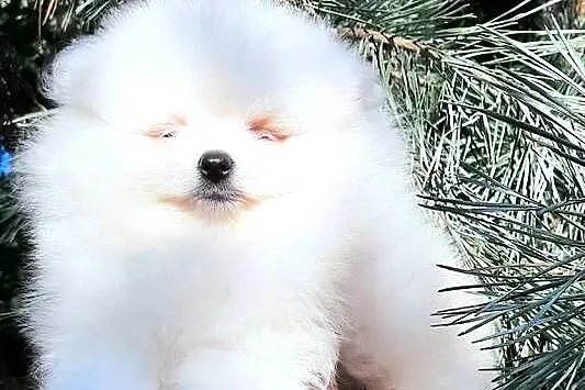 Szpic miniaturowy pomeranian chlopak, Łódzkie, Pabianice
