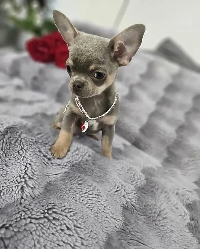 Piesek chihuahua liliowy, Dolnośląskie, Wrocław