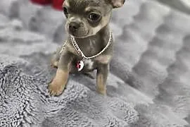 Piesek chihuahua liliowy