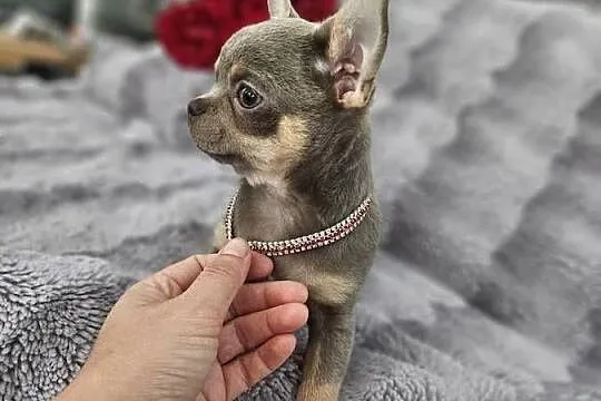 Piesek chihuahua liliowy, Dolnośląskie, Wrocław