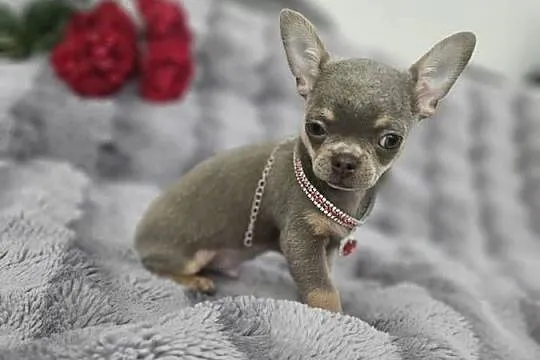 Piesek chihuahua liliowy, Dolnośląskie, Wrocław