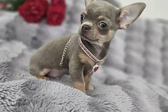 Piesek chihuahua liliowy, Dolnośląskie, Wrocław