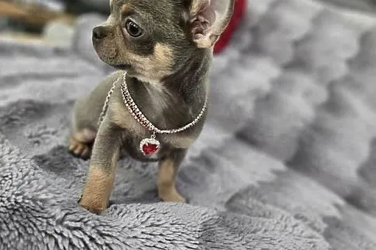 Piesek chihuahua liliowy, Dolnośląskie, Wrocław