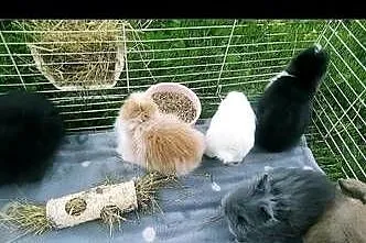 karzełek teddy królik miniaturka mini lop mini rex, Podkarpackie, Krosno