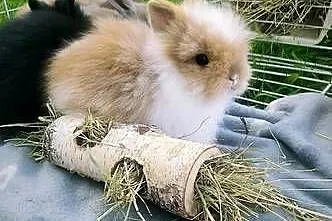 karzełek teddy królik miniaturka mini lop mini rex, Podkarpackie, Krosno