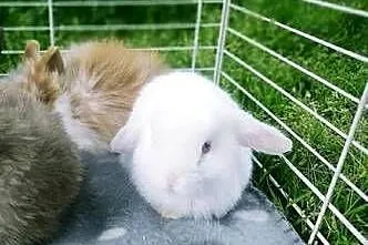 karzełek teddy królik miniaturka mini lop mini rex, Podkarpackie, Krosno