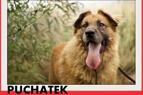 PUCHATEK,duży 40 kg pies stróżujący do domu z ogro