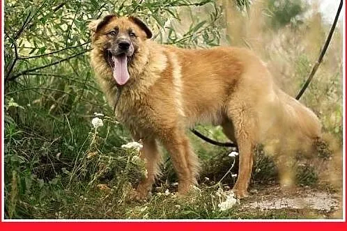 PUCHATEK,duży 40 kg pies stróżujący do domu z ogro