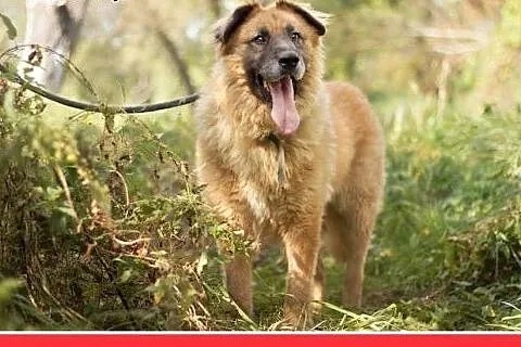 PUCHATEK,duży 40 kg pies stróżujący do domu z ogro
