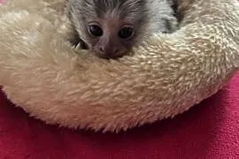 Marmozeta Białoucha