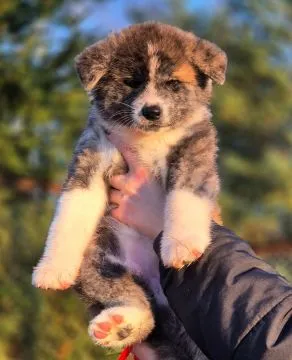 Akita Inu Japońska szczeniak rodowód ZKwP/FCI, SERDECZNIE POLECAM, , Turowo