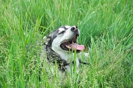 Pako - cudny pies w typie husky szuka domu,  śląsk