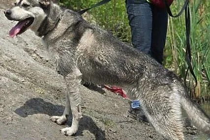 Pako - cudny pies w typie husky szuka domu,  śląsk