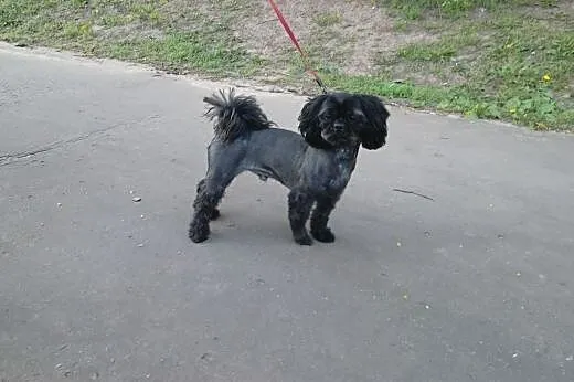 Shizh tzu czarny szuka suczki,  mazowieckie Warsza