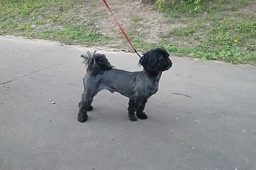 Shizh tzu czarny szuka suczki,  mazowieckie Warsza