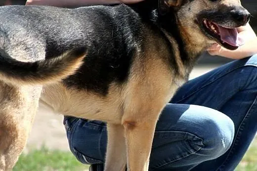 KENIA- sunia mix owczarek- pięknie prosi o dom,  m