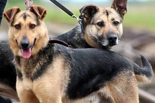 KENIA- sunia mix owczarek- pięknie prosi o dom,  m