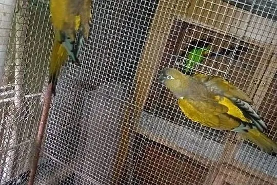 Patagonka patagonki sprzedam lub zamienię, Małopolskie, Wawrzeńczyce
