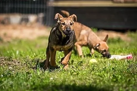 LIMONKA radość szczeniaka wcielona od nosa do ogona,  mazowieckie Warszawa