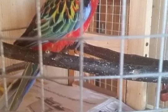 Papuga rozela, Wojnicz