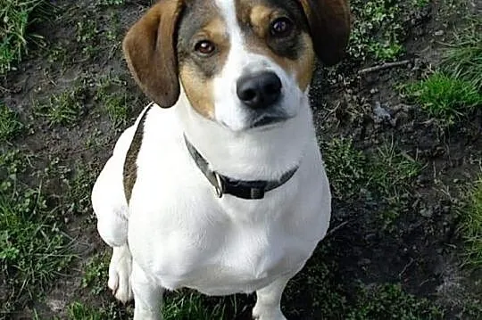 Piękny energiczny piesek poleca się do adopcji