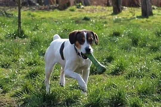 Piękny energiczny piesek poleca się do adopcji, Wielkopolskie, Nowy Tomyśl