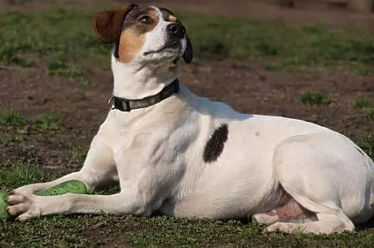 Piękny energiczny piesek poleca się do adopcji, Wielkopolskie, Nowy Tomyśl