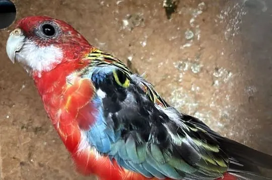 Papugi rozelle białolice