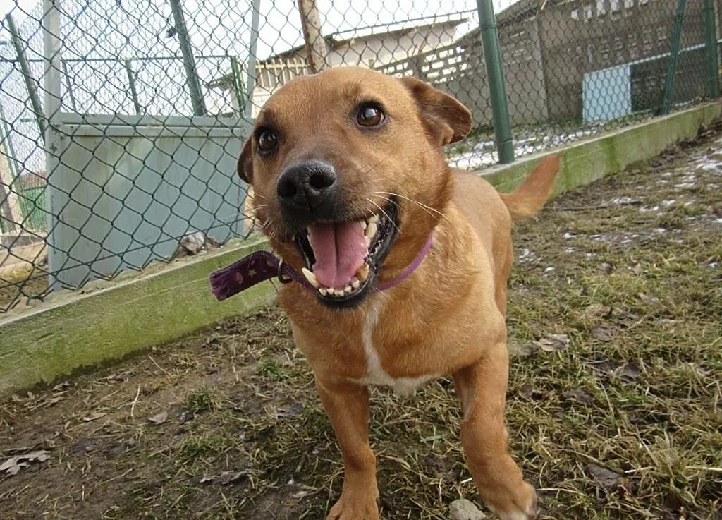 piesek do adopcji, , Kłomnice