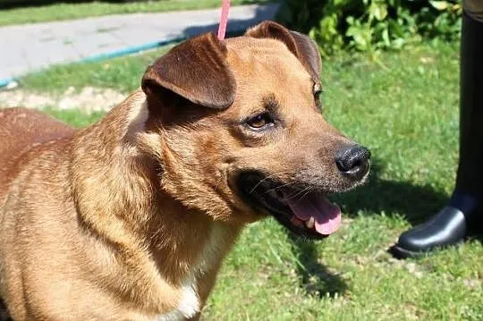 piesek do adopcji, , Kłomnice