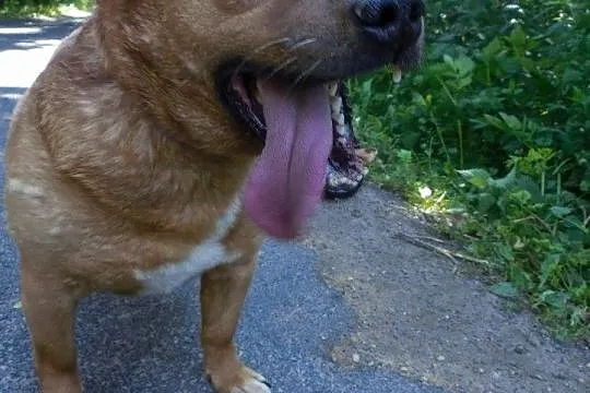 piesek do adopcji, , Kłomnice
