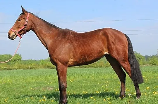 Klacz do sportu, , 