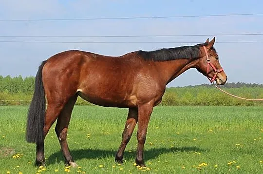 Klacz do sportu, , 
