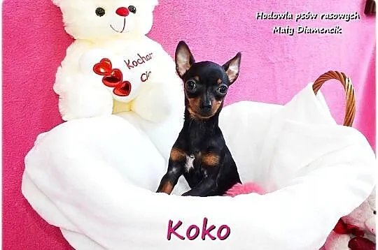 !! Ultra MINI !! Sunia KOKO Pinczer miniaturowy ( Ratlerek ) z Rodowodem