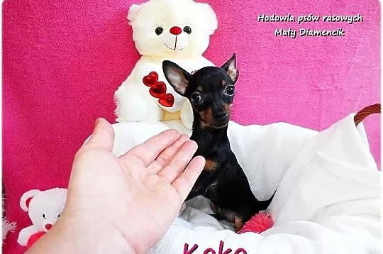 !! Ultra MINI !! Sunia KOKO Pinczer miniaturowy ( Ratlerek ) z Rodowodem, Lubuskie, Żary